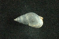 藏品(彈頭織紋螺)的圖片